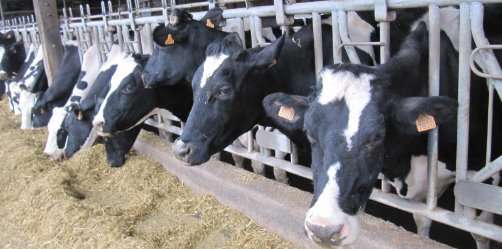 VACHE LATIERE DE LA FERME DE MAUPERTHUIS